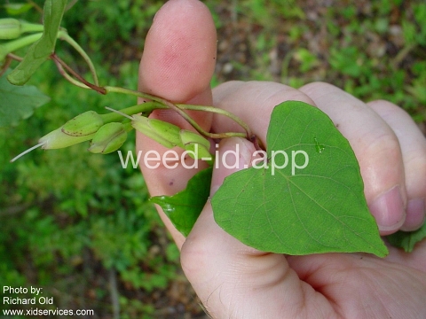 morningglory, bigroot